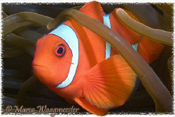 Spinecheek anemonefish male (Canon G9, Inon D2000) by Marco Waagmeester 